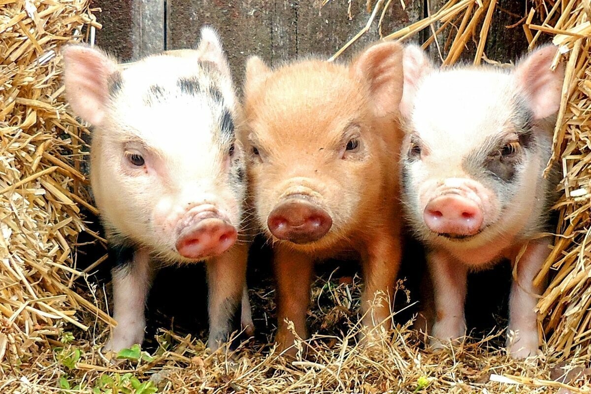 Что важно помнить жителям Немского района, имеющим в своих хозяйствах свиней.