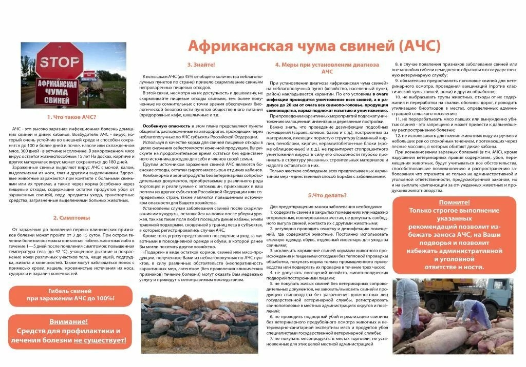 Африканская чума свиней (АЧС).