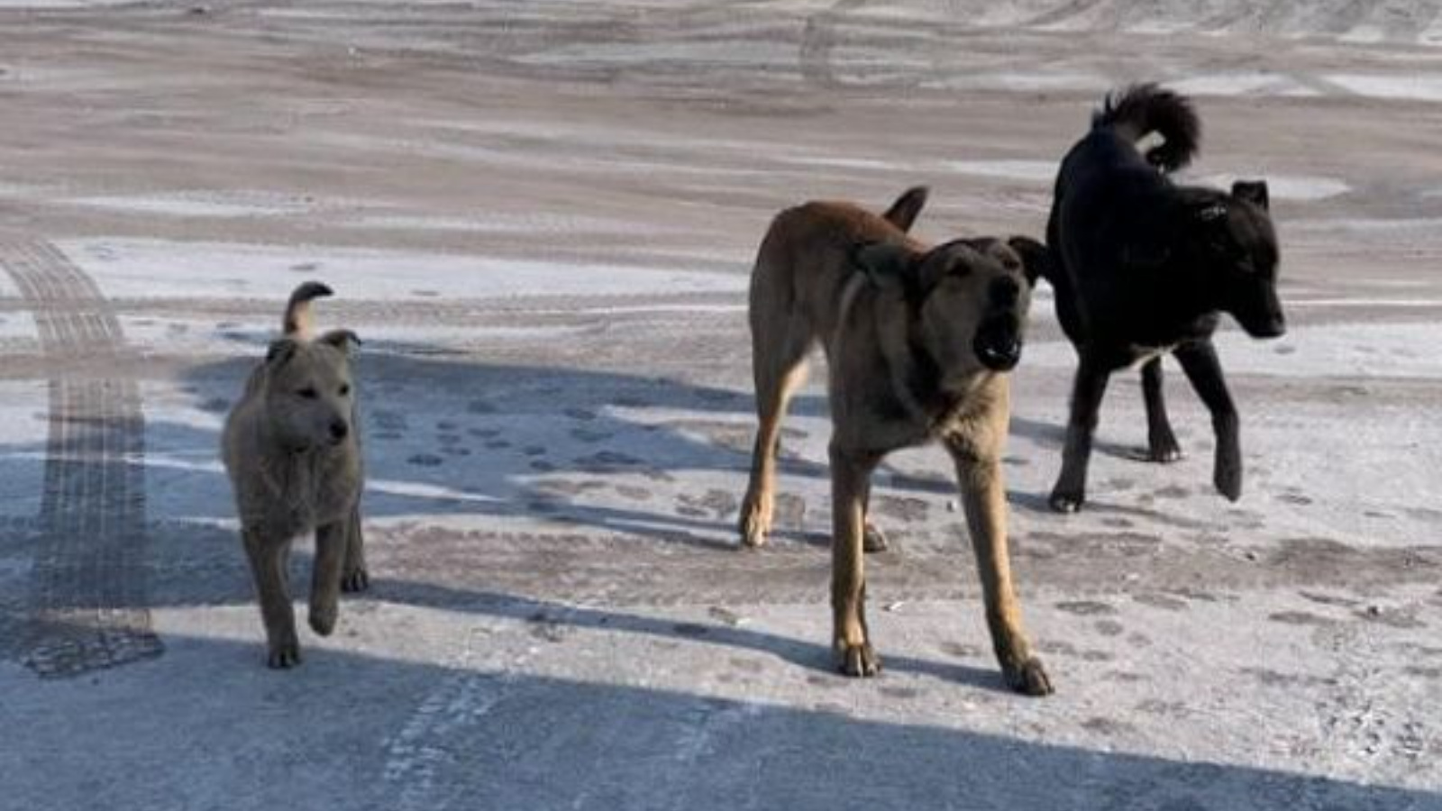 Отлов домашних животных без владельцев..