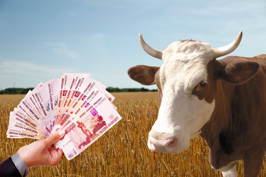 С 10 июня в Кировской области меняется Порядок возмещения ущерба за изъятый скот и продукцию животноводства.