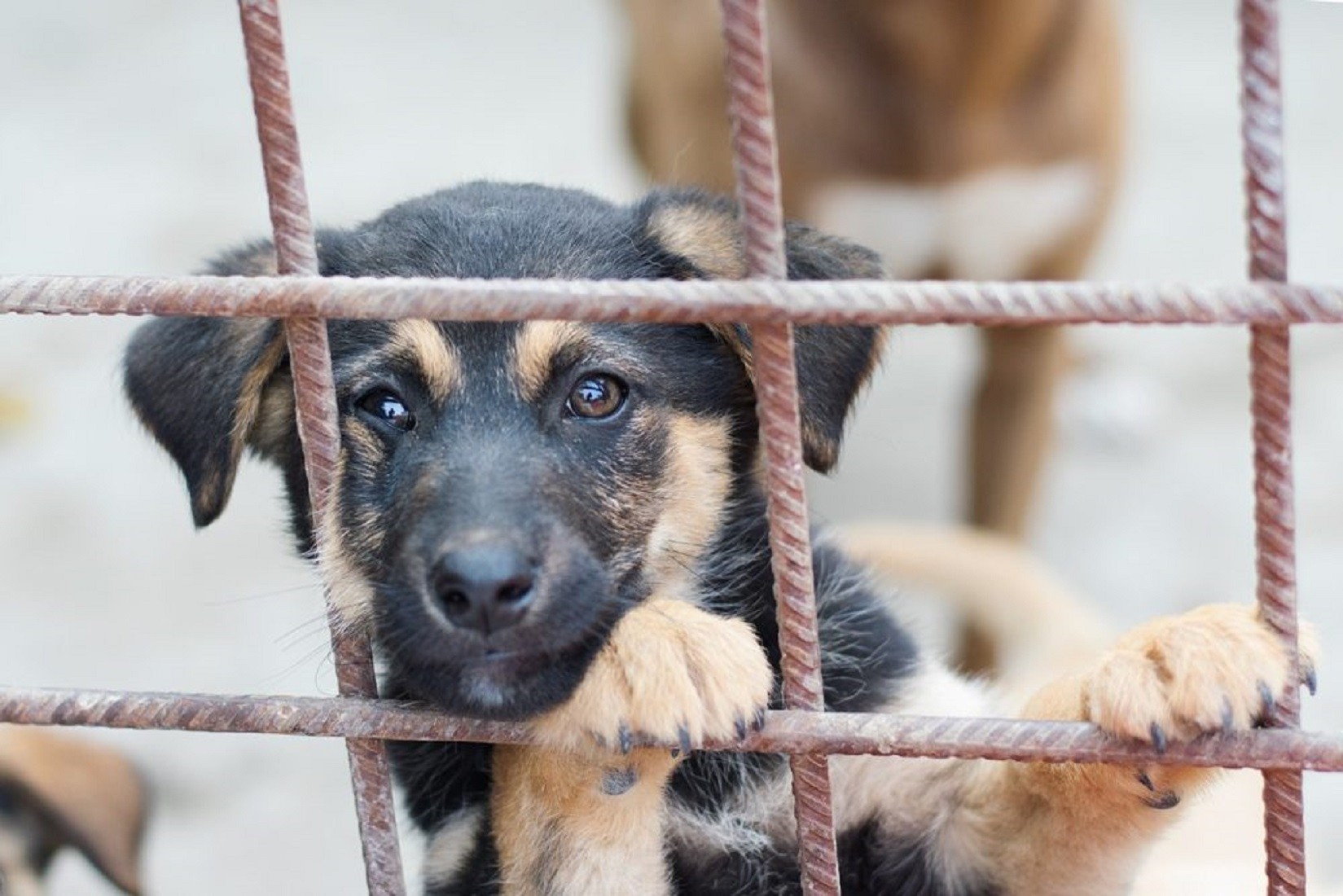 Об организации отлова животных без владельцев  в 2024 году на территории Кировской области.