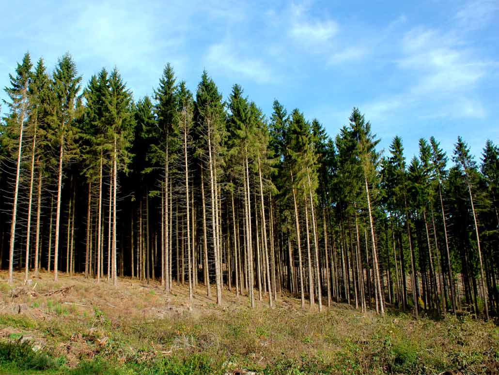Информация об аукционах на право заключения договоров купли-продажи лесных насаждений в электронной форме..