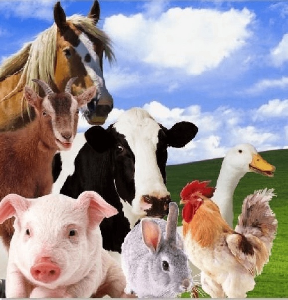 С 1 марта изменились правила выплаты компенсаций за изъятый скот.
